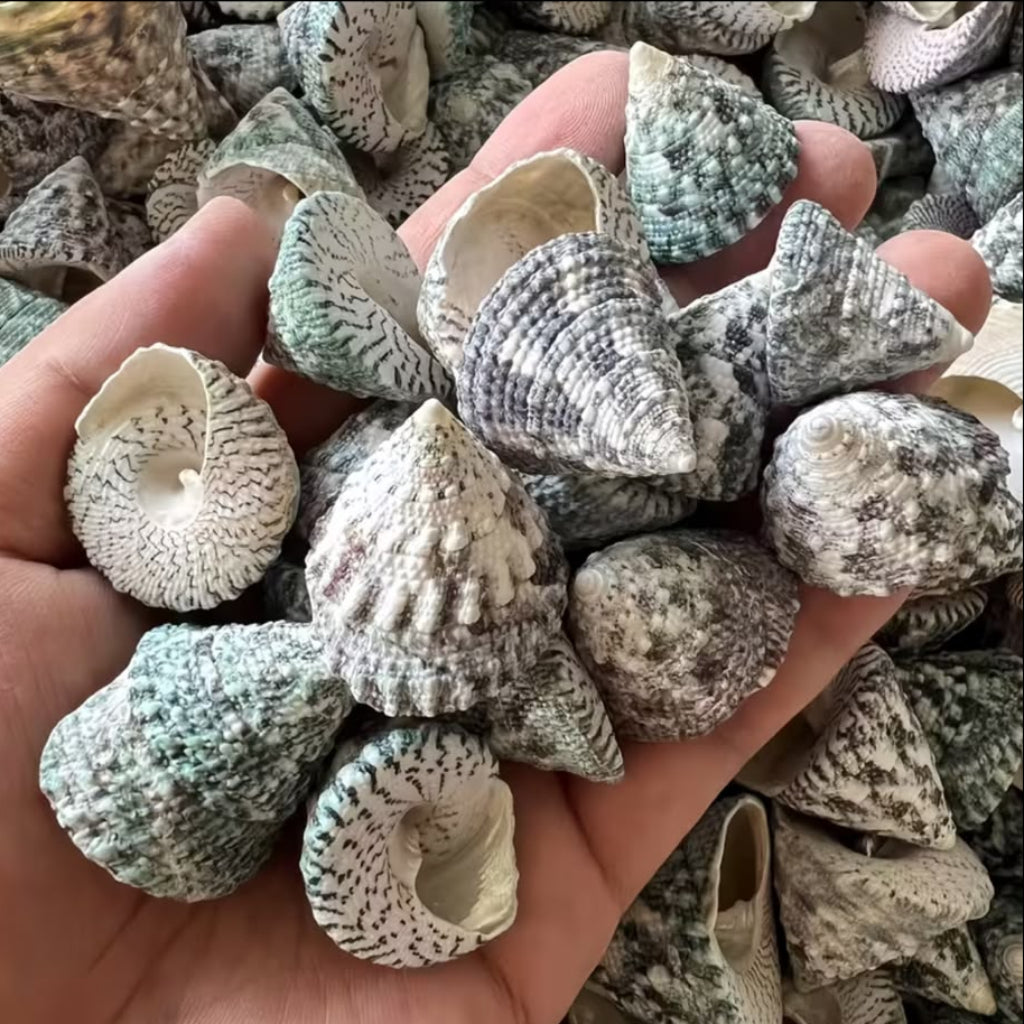 Natural Green Troca Cone Seashells – 200 GM for Crafts, Aquarium & Home Decor