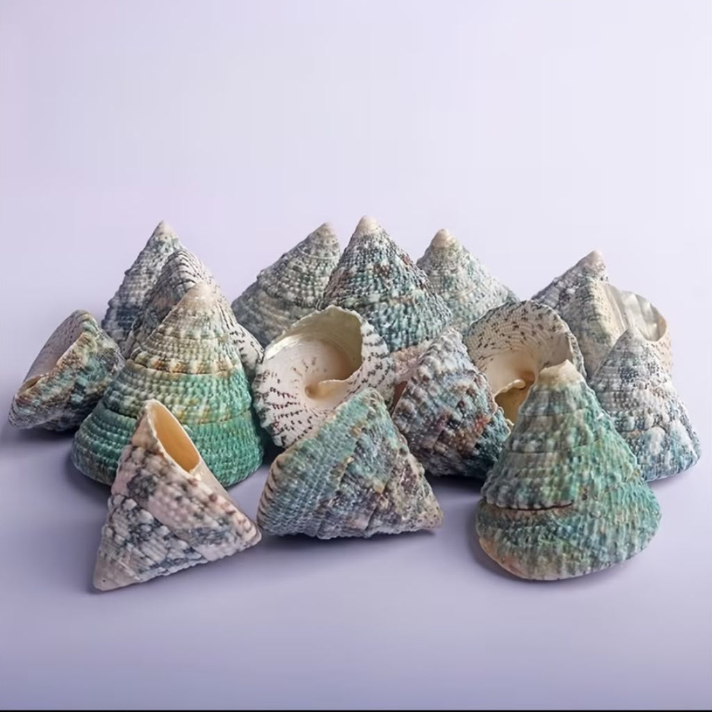 Natural Green Troca Cone Seashells – 200 GM for Crafts, Aquarium & Home Decor