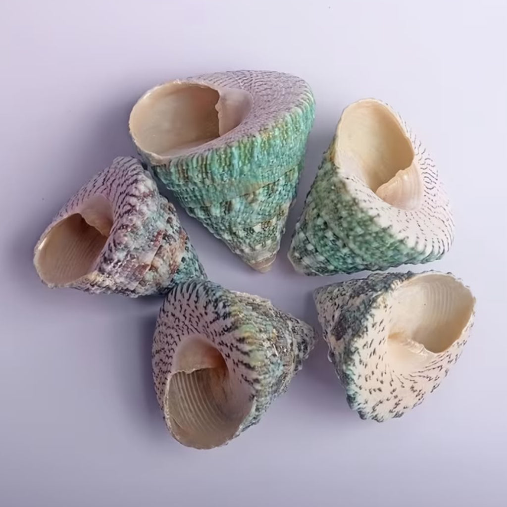 Natural Green Troca Cone Seashells – 200 GM for Crafts, Aquarium & Home Decor