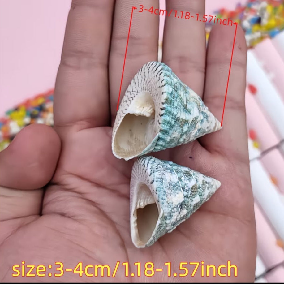 Natural Green Troca Cone Seashells – 200 GM for Crafts, Aquarium & Home Decor