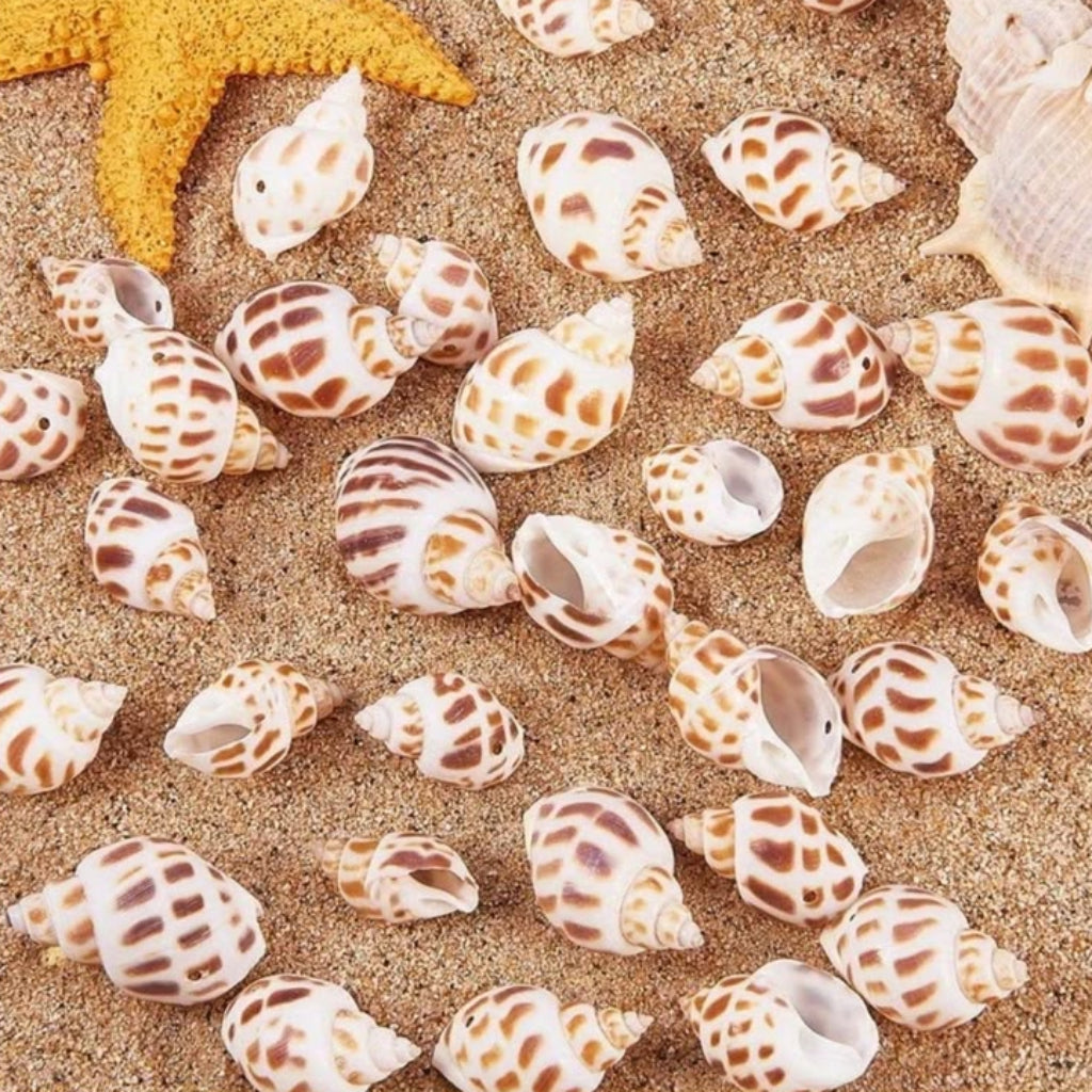 Natural Brown & White Decorative Sea Shells – 150 GM for Crafts & Home Decor
