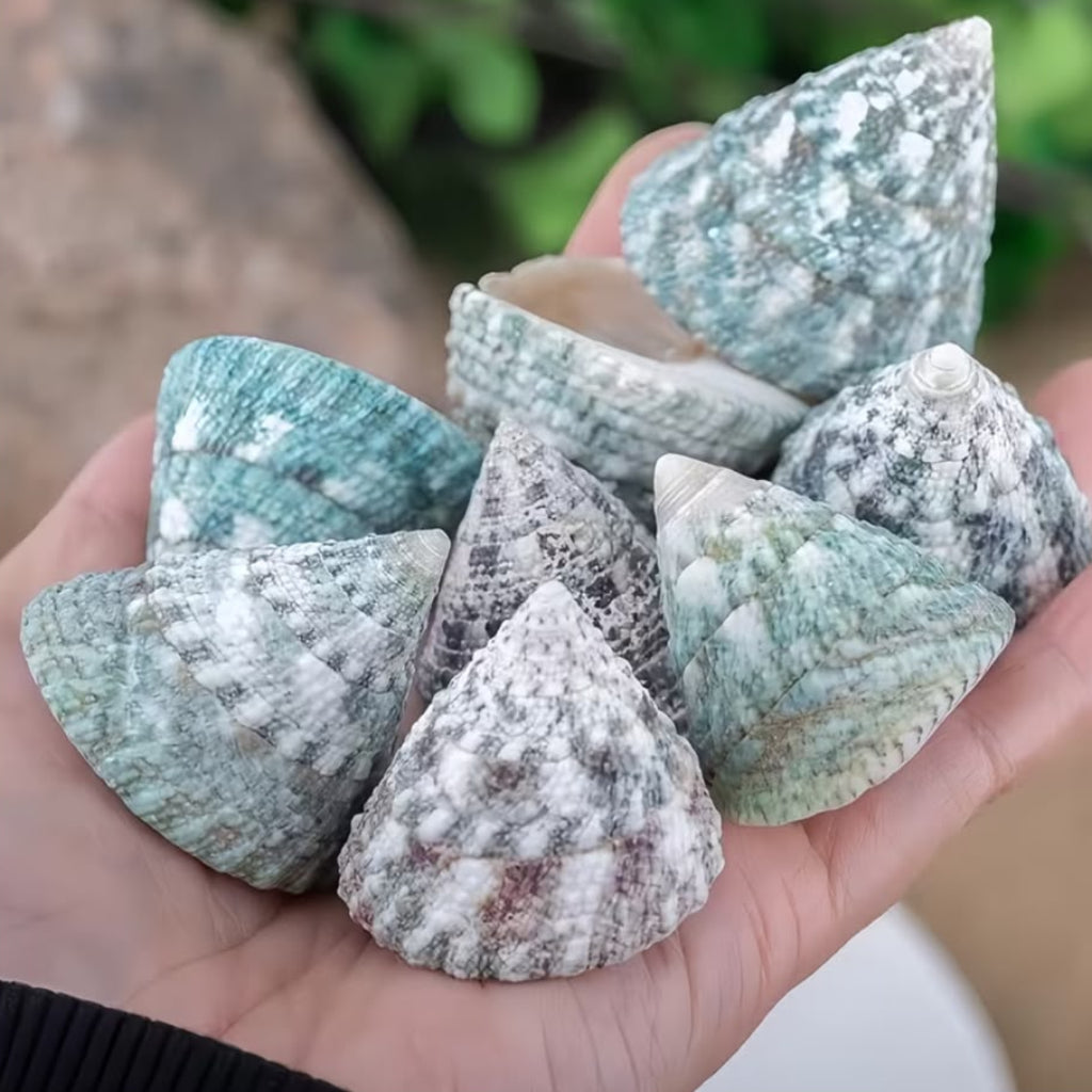 Natural Green Troca Cone Seashells – 200 GM for Crafts, Aquarium & Home Decor