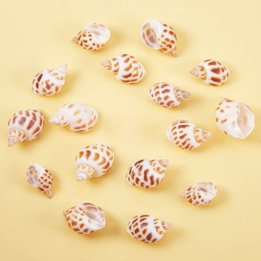 Natural Brown & White Decorative Sea Shells – 150 GM for Crafts & Home Decor