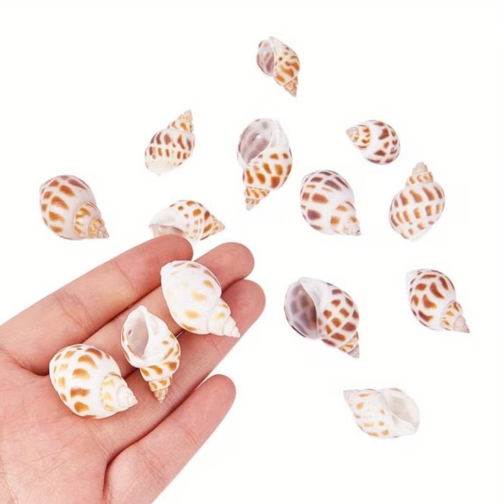 Natural Brown & White Decorative Sea Shells – 150 GM for Crafts & Home Decor