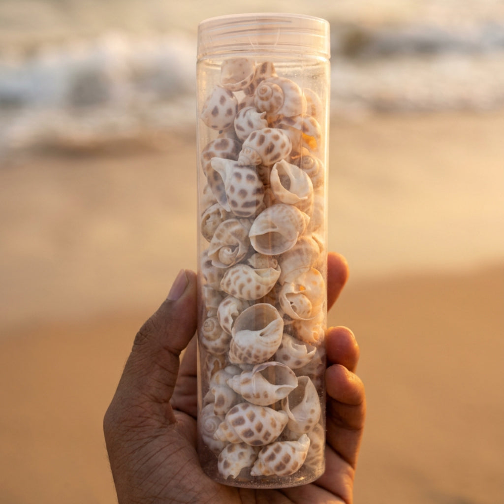 Natural Brown & White Decorative Sea Shells – 150 GM for Crafts & Home Decor
