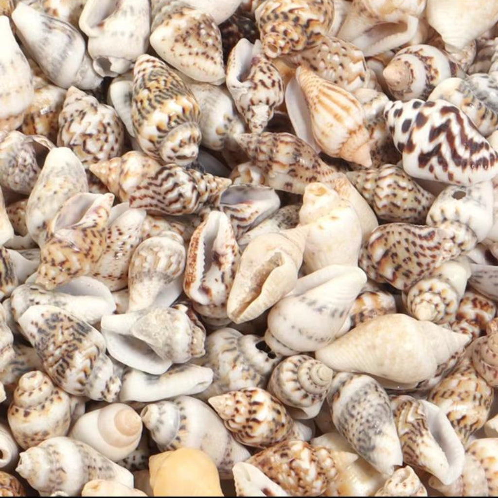 Natural Small Sea Shells 200 GM in Clear Cylinder Tube – DIY Crafts & Home Decor